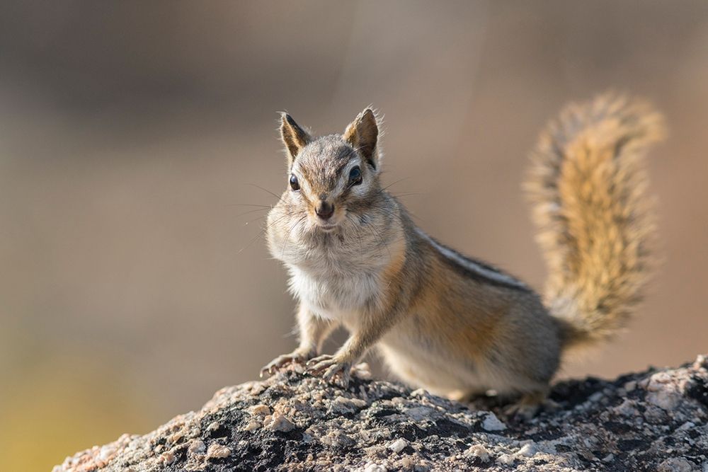 Washington State Least Chipmunk (Tamias minimus) pauses from gathering seeds on Cooper Ridge